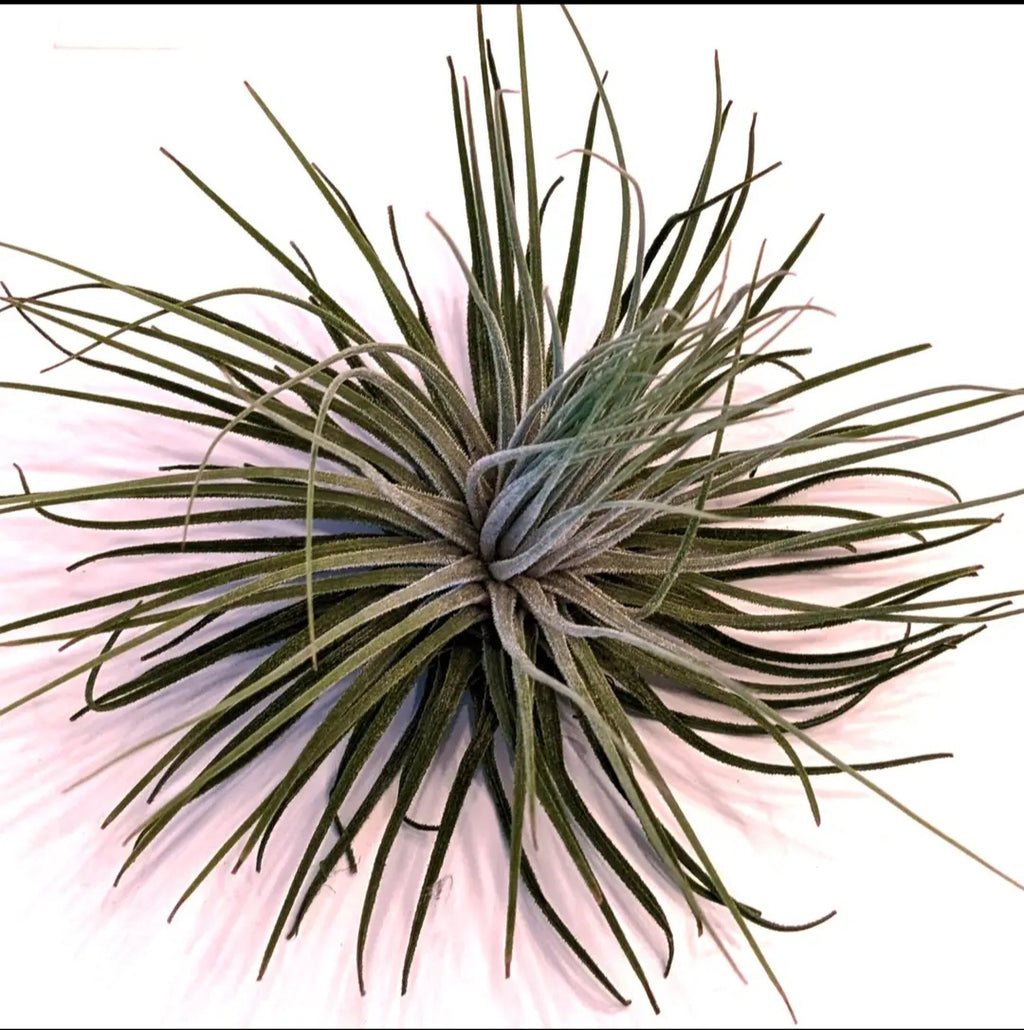 Jumbo Air Plant