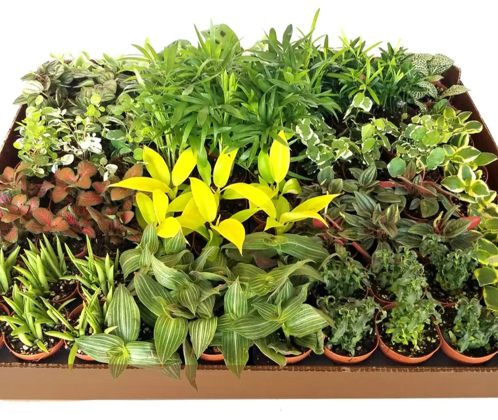 2" Colorful Foliage Live Plant Mix