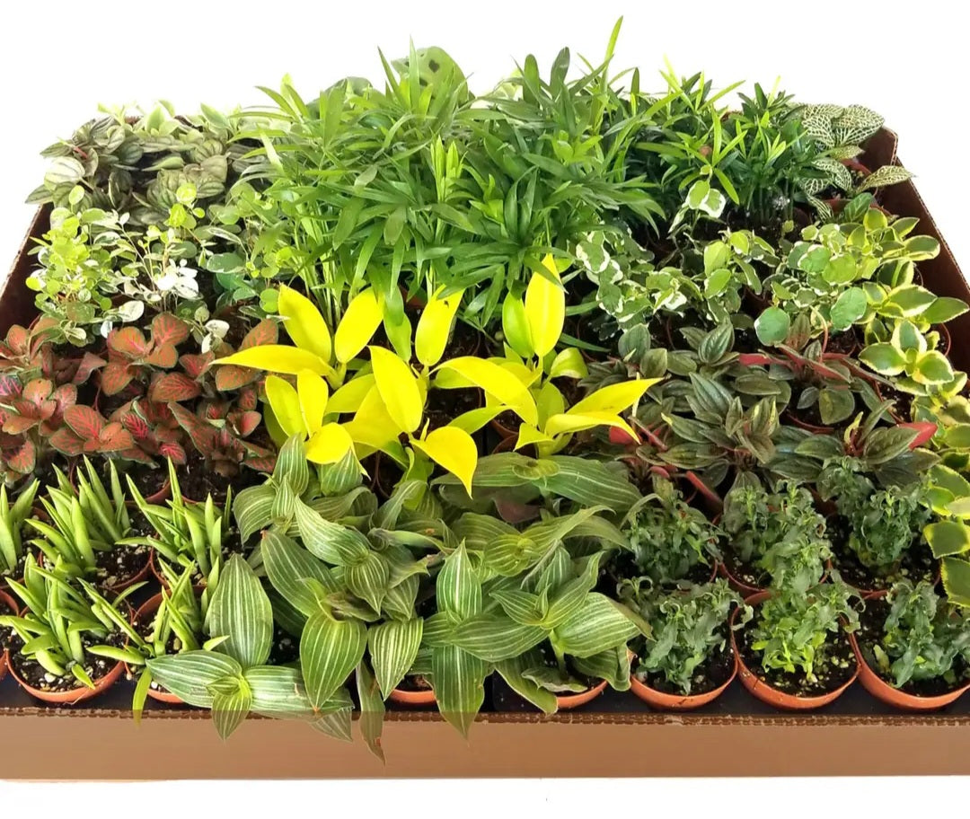 2" Colorful Foliage Live Plant Mix