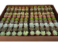 Fairy Pot Succulents