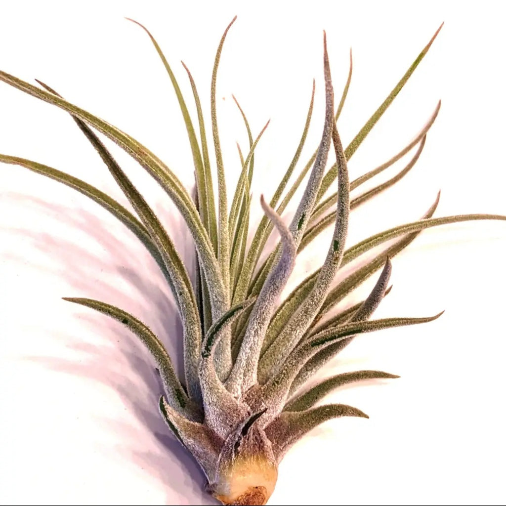 Jumbo Air Plant