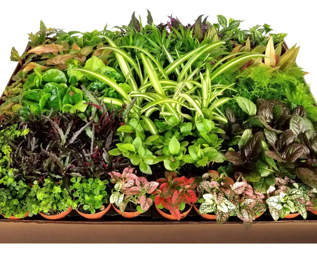 2" Colorful Foliage Live Plant Mix