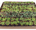 2" Strings of Things Live Plant Mix