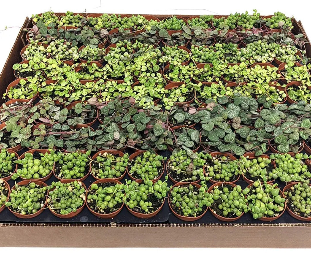 2" Strings of Things Live Plant Mix