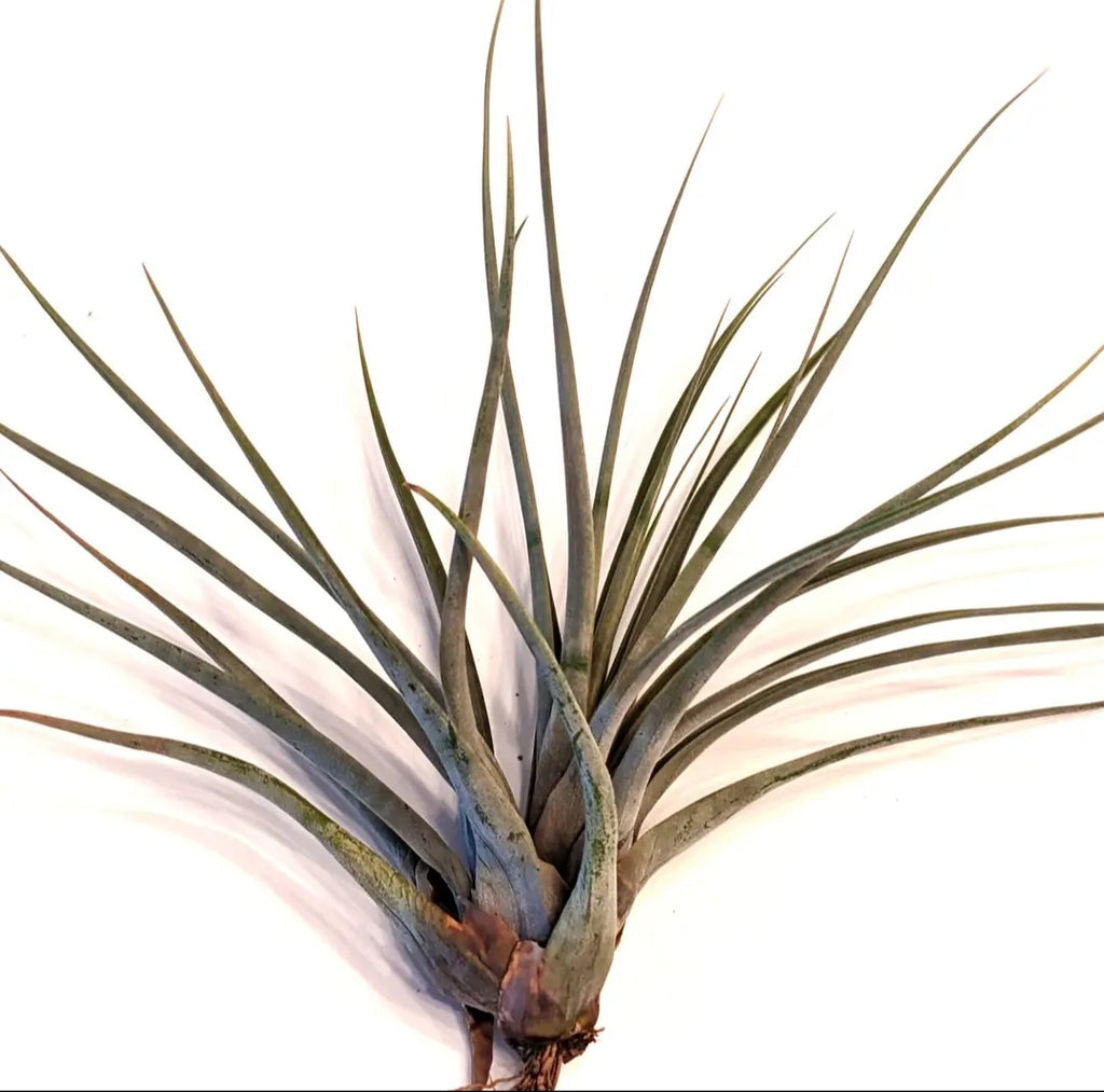 Jumbo Air Plant