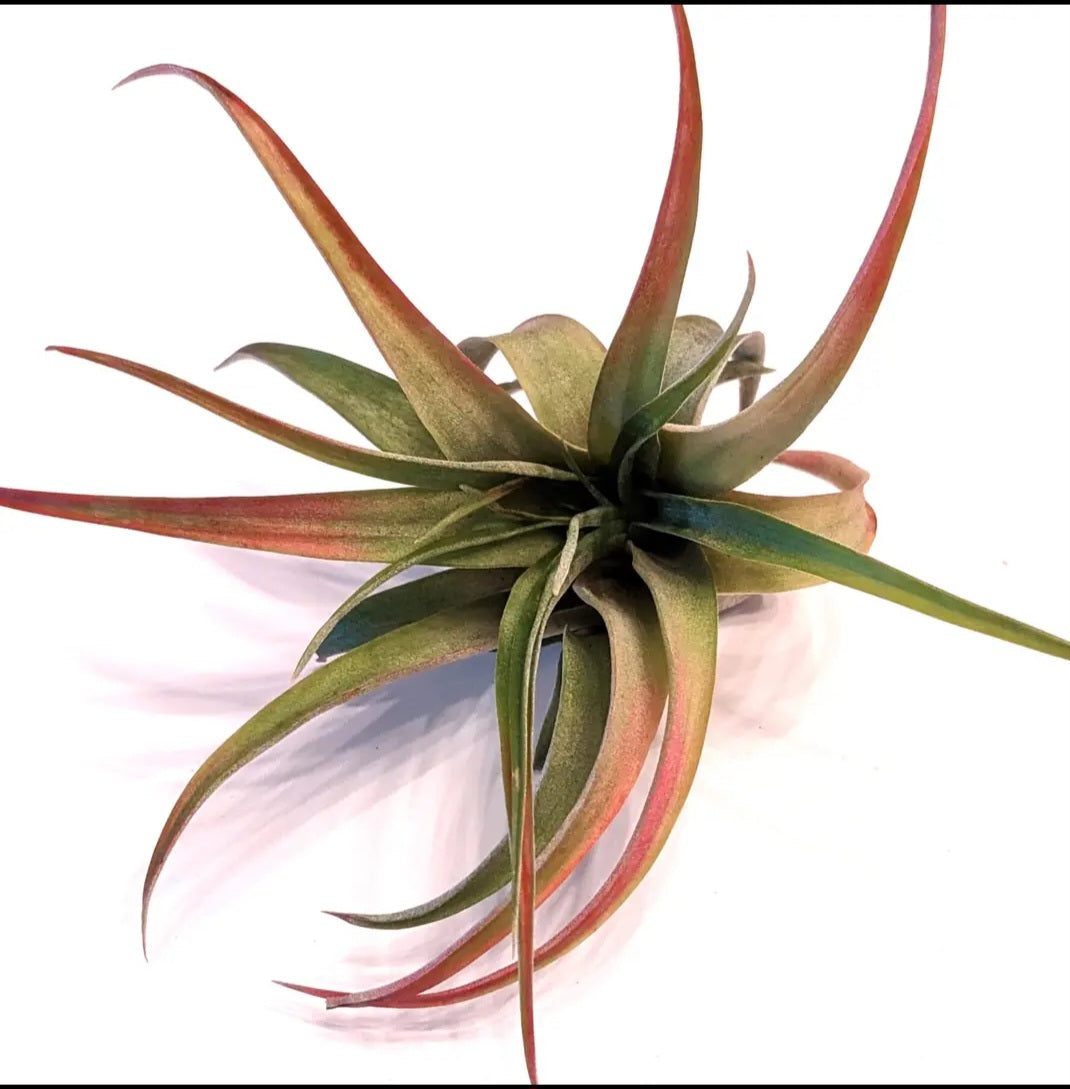 Jumbo Air Plant