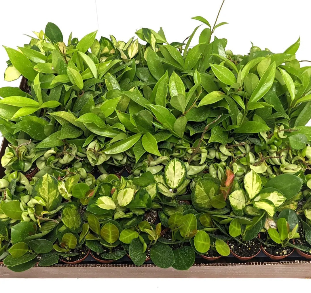 2" Hoya Live Plant Mix